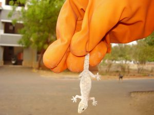 Common house lizard